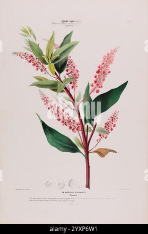 Flore d'Amérique, Paris, Gihaut 1843-1846, America, oeuvres picturales, plantes, l'illustration présente une représentation détaillée d'une plante à fleurs, mettant en valeur ses fleurs roses vibrantes disposées le long de tiges épaisses. Les feuilles sont brillantes et larges, affichant une riche teinte verte, qui contraste magnifiquement avec les fleurs délicates. Des étiquettes scientifiques accompagnent l'œuvre d'art, fournissant le nom botanique et des informations supplémentaires sur l'espèce. La composition globale met en évidence le design complexe de la plante, célébrant sa beauté naturelle et sa complexité. Banque D'Images