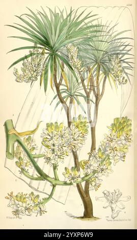 Curtis's Botanical Magazine, Londres, New York, illustration botanique, botanique, périodiques, œuvres picturales, plantes ornementales, Curtis, cette illustration présente une représentation détaillée d'une plante tropicale luxuriante caractérisée par ses troncs hauts et élancés et une couronne de longues feuilles arquées au sommet. La plante fleurit avec des grappes de délicates fleurs blanches, chacune avec une subtile touche de jaune, disposées en cascade gracieuse. À côté, il y a une branche plus petite montrant des détails plus intimes de la structure de la fleur, y compris la disposition des pétales et les tiges teintées verdâtre. Banque D'Images