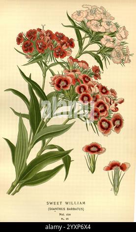 Fleurs de jardin et serre préférées, Londres et New York, Frederick Warne & Co, 1896-97, France, XIXe siècle, Icônes, floriculture, chromolithographie, plantes ornementales, Rb genr, Dianthus barbatus, une illustration botanique mettant en vedette Sweet William (Dianthus barbatus), une plante à fleurs connue pour ses amas denses de fleurs vibrantes. Les fleurs affichent un mélange de teintes rouge foncé et rose pâle, chaque pétale étant bordé de délicats bords blancs. Des feuilles vertes luxuriantes s'étendent à partir de la tige, créant un contraste saisissant avec les fleurs colorées. L'illustration est accompagnée par le scientifique de la plante Banque D'Images