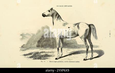 La connaissance générale du cheval, Atlas, Paris, Didot, 1861, Horses, Une illustration détaillée représentant un cheval, montrant spécifiquement ses caractéristiques importantes telles que sa construction musculaire, sa posture élégante et son motif de pelage unique caractérisé par des taches. Le cheval se dresse sur un fond pittoresque, qui comprend des collines douces et des nuages doux, améliorant le cadre naturel. L'image comprend des éléments étiquetés, indiquant probablement des caractéristiques spécifiques ou des classifications liées à la race. Ce visuel sert à mettre en évidence à la fois la grâce et la force de l'animal, reflétant sa signification dans Banque D'Images