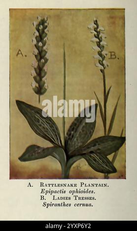 Fleurs sauvages à l'est des Rocheuses, New York, 1910, États-Unis, fleurs sauvages, cette illustration présente deux espèces distinctes d'orchidées, étiquetées A et B. la plante étiquetée A est identifiée comme plantain de serpent à sonnette (Epipactis ophiodes), avec des feuilles allongées et côtelées avec un motif frappant. Au-dessus, une épine mince affiche de petites fleurs blanches disposées en un amas dense. La plante étiquetée B est reconnue comme tresses dames (Spiranthes cernua), caractérisée par son arrangement en spirale de fleurs délicates ressemblant à de minuscules spirales, fleurissant le long d'une tige haute. Les deux plantes sont illustrées par b Banque D'Images