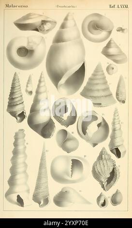 Dr. H.G. Bronn's Klassen und Ordnungen der Weichthiere (Malacozoa), Leipzig, C.F. Winter, 1862-1866, mollusques, céphalopodes, cette illustration présente un éventail diversifié de dessins de coquille appartenant à la classe Malacozoa, plus précisément dans la sous-catégorie des Prosobranchia. Les rendus détaillés mettent en évidence différents types de coquilles de gastéropodes marins, affichant leurs formes et textures complexes. Chaque coquille est numérotée, indiquant des espèces ou des variétés distinctes, et présente une gamme de formations en spirale, d'ouvertures et de motifs de surface. La composition souligne la beauté et la diversité de ces M. Banque D'Images