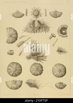 Révision de l'Echini Cambridge, Mass, University Press, 1872-1874. Classification Echinodermata oursins Musée de zoologie comparée, l'illustration présente une variété de spécimens d'échinodermes complexes, y compris des oursins ornés et d'autres organismes marins. Chaque figure est méticuleusement étiquetée avec des numéros correspondant à des descriptions détaillées. Les diverses formes soulignent les caractéristiques anatomiques uniques de ces animaux, certains ornés d'épines et de motifs complexes, tandis que d'autres présentent des formes lisses et arrondies. La disposition globale souligne la complexité et la beauté de la marine Banque D'Images