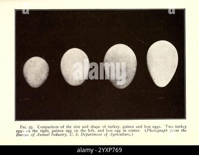 Turquie Raising New York Orange Judd Publishing Company etc. Etc. 1922 dindes, Une comparaison visuelle mettant en évidence les variations de taille et de forme entre les différents types d'œufs. De gauche à droite, deux œufs de dinde, un œuf d'Inde et un œuf de poule sont affichés, illustrant les dimensions et les formes distinctes de chacun. L'arrangement met en évidence les différences notables dans la taille des œufs, les œufs de dinde apparaissant plus grands et plus allongés, tandis que l'œuf de poule est plus petit et plus rond. Cette comparaison souligne la diversité de la production d'œufs aviaires. Banque D'Images