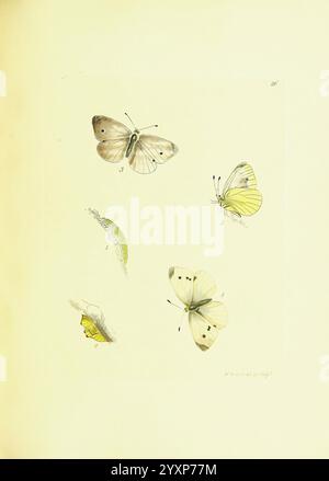 Les papilios de Grande-Bretagne, Londres, imprimé pour J. Johnson, 1795, Grande-Bretagne, papillons, cette illustration présente une collection d'espèces de papillons, magnifiquement agencées pour mettre en valeur leurs caractéristiques distinctes. Les figures centrales comprennent deux papillons en vol, présentant des motifs complexes sur leurs ailes. Chaque échantillon est étiqueté avec un numéro de référence, indiquant leurs positions respectives. En outre, une chenille est représentée, représentant une étape antérieure de la transformation, aux côtés d'un papillon plus petit reposant dans une position contrastée. Le rendu détaillé em Banque D'Images