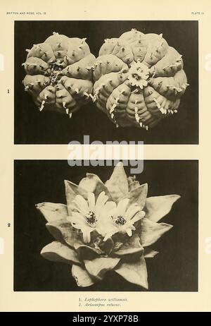 The Cactaceae, Washington, Carnegie institution of Washington, 1919-1923. Cactaceae, classification, œuvres picturales, Lophophora williamsii, Ariocarpus retusus., L'image présente deux espèces distinctes de cactus, toutes deux dotées de détails complexes et de caractéristiques uniques. La section supérieure présente le Lobivia williamsii, remarquable pour sa structure nervurée ornée de petites épines et de fleurs vibrantes et délicates émergeant de son centre. La partie inférieure présente l'Acanthocalycium robustum, reconnu par sa forme arrondie, ses épines groupées et une impressionnante floraison de fleurs blanches qui contrastent Banque D'Images