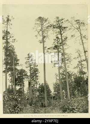 Le, bois, pins, de, le, Sud, États-Unis, Washington, Govt, Print, OFF, 1896, Pinus, sud, états-unis, Wood, Une scène forestière dense avec de grands pins élancés, notamment le pin à feuilles courtes (Pinus echinata), atteignant le ciel. Les arbres présentent une gamme de hauteurs, certains se tenant bien en évidence tandis que d'autres apparaissent en arrière-plan, contribuant à une sensation de profondeur. Le sol est parsemé de petits jeunes arbres et de broussailles, ce qui indique un écosystème forestier sain et en régénération. La composition globale souligne la beauté naturelle et la majesté de ces arbres indigènes, showcas Banque D'Images