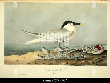 Les oiseaux d'Amérique New York J.B. Chevalier 1840-1844 oiseaux Amérique du Nord John James Audubon œuvres picturales Thalasseus sandvicensis, la scène présente une représentation saisissante d'un oiseau suspendu à l'envers, mettant en valeur son plumage noir et blanc distinctif, en particulier sur sa tête et ses ailes. Sous l'oiseau, une illustration complexe d'une créature différente émerge, caractérisée par des couleurs vives et une forme unique, représentant probablement un poisson ou une espèce aquatique. Les éléments contrastés créent une composition surréaliste, attirant l'attention sur la relation entre la vie aviaire et marine. Le ca Banque D'Images