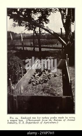 Turquie, Raising, New York, Orange, Judd Publishing Company, 1922, dindes, parcours fermé conçu pour les dindes, construit à l'aide d'une caisse de wagon. L'installation comprend une zone clôturée avec un paysage naturel en arrière-plan, y compris une clôture en bois et des arbres. À l'intérieur de la course, les volailles sont vues parmi de petites plantes ou de l'herbe, créant un environnement sûr pour qu'ils errent et grandissent. La scène illustre les premières pratiques agricoles dans l'élevage de volailles, ainsi qu'une application pratique pour l'utilisation des matériaux disponibles pour protéger les jeunes oiseaux. Banque D'Images