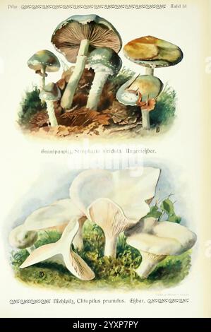 Pilze der Heimat Leipzig quelle und Meyer 1913 champignons Agaricaceae Allemagne mycologie champignons Emil DoerStling Miller Sweetbread Clitopilus prunulus Stropharia viridula, l'illustration présente deux types distincts de champignons. La section supérieure présente le Grünspanpilz, également connu sous le nom de Stropharia viridula, caractérisé par ses teintes vertes vibrantes et sa forme unique de chapeau, ainsi que sa tige robuste. Ci-dessous, le Methelpilz, ou Clitopilus prunulus, est représenté avec une coiffe plus large et plus plate et des branchies notables, soulignant sa structure distincte. Les deux spécimens sont rendus avec des détails complexes à h. Banque D'Images