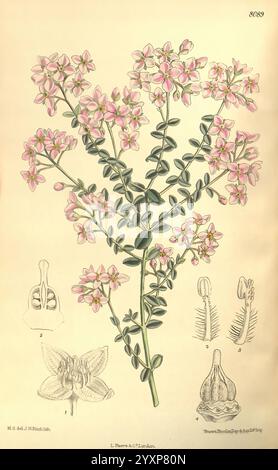 Curtis's Botanical Magazine, Londres, New York, illustration botanique, botanique, périodiques, œuvres picturales, plantes ornementales, Curtis, Matilda Smith, Australie, Boronia fastigiata, Boronia buissonneux, Australie occidentale, femmes dans la science, Matilda Smith, Une illustration botanique met en valeur une plante à fleurs avec de délicates fleurs roses et de fines tiges vertes. La tige principale est ornée de grappes de petites fleurs, chacune présentant cinq pétales et une pointe de jaune au centre, créant un contraste attrayant avec le feuillage. Accompagnant cette illustration sont des dessins détaillés de l'anato de la plante Banque D'Images