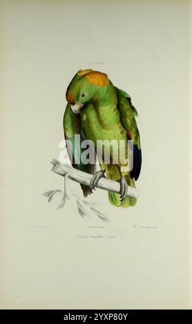 Iconographie des perroquets, Paris, P. Bertrand, 1857, oiseau, oiseaux, perroquets, perroquets, œuvres picturales, œuvres populaires, Amazona auropalliata, perroquet à nappes jaunes, l'illustration met en valeur un perroquet vert éclatant, élégamment perché sur une branche élancée ornée de feuilles délicates. Le plumage de l'oiseau présente différentes nuances de vert, avec des accents jaunes distinctifs sur sa tête. Son bec est robuste et légèrement courbé, révélateur de ses habitudes alimentaires, tandis que ses yeux expressifs ajoutent un sentiment de curiosité. Le rendu détaillé souligne les motifs complexes de plume et le comportement vif du perroquet Banque D'Images