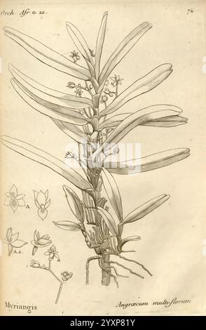 Histoire particulière des plantes orchidées recueillies sur les trois îles australes d'Afrique de France de Bourbon et de Madagascar Paris L'auteur 1822 Orchidaceae, l'illustration représente une étude botanique détaillée de l'Angraecum multiflorum, une espèce d'orchidée. La tige centrale présente des feuilles allongées et pointues disposées en alternance. De délicats grappes de petites fleurs émergent des sections supérieures de la plante, chacune présentant des caractéristiques distinctes telles que des pétales allongés et une structuration unique qui met en valeur leur beauté complexe. L'image principale est entourée de labe Banque D'Images