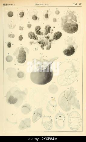 Dr. H.G. Bronn's Klassen und Ordnungen der Weichthiere (Malacozoa), Leipzig, C.F. Winter, 1862-1866, mollusques, cephalopoda, Une illustration scientifique détaillée représentant diverses formes d'organismes malacostracans, mettant en évidence leurs diverses structures et caractéristiques. L'arrangement comprend de multiples spécimens marqués, y compris des formations cellulaires complexes et des stades de vie, illustrant la diversité au sein de la classe des Malacozooa, spécifiquement de la sous-classe des Prosobranchia. Chaque figure est annotée avec des numéros pour l'identification, montrant des détails complexes de leur anatomie, tels que des coquilles, Banque D'Images