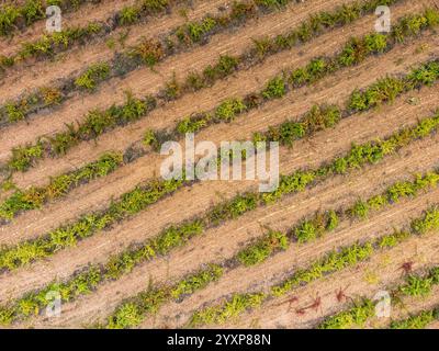 Vignobles autour des ruines de Castelo de Outeiro, Trás-os-Montes et Alto Douro, Portugal Banque D'Images