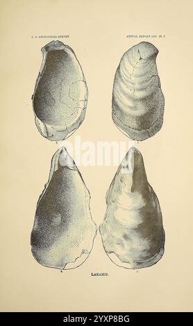 Une revue du fossile non marin Mollusca of North America, Washington, U.S.G.P.O, 1883, paléontologie, Amérique du Nord, mollusque, fossile, cette illustration montre quatre formes de coquille distinctes appartenant aux mollusques marins, montrant spécifiquement leurs formes, textures et détails de surface uniques. Chaque coquille est numérotée et présentée de manière à mettre en évidence ses caractéristiques morphologiques, contribuant ainsi à l’étude de la paléontologie et à l’identification des espèces de la formation de Laramie. La complexité des surfaces de coque, ainsi que la variation des contours, souligne la diversité à l'intérieur Banque D'Images