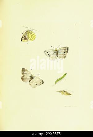 The Papilios of Great Britain, Londres, imprimé pour J. Johnson, 1795. Great Britain, Butterflies, Une collection magnifiquement illustrée mettant en vedette diverses espèces de papillons et leurs stades de vie. L'image montre trois papillons positionnés en évidence, mettant en valeur leurs motifs et couleurs d'aile distincts. À côté d'eux, la représentation détaillée d'une chenille illustre une phase critique du cycle de vie de ces insectes. Chaque spécimen est numéroté, suggérant un système de catalogage, et souligne la beauté complexe de ces créatures dans la nature. La composition globale met en valeur le plongeur Banque D'Images