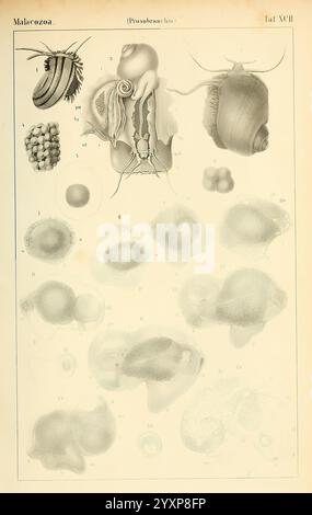 Dr. H.G. Bronn's Klassen und Ordnungen der Weichthiere (Malacozoa), Leipzig, C.F. Winter, 1862-1866, mollusques, cephalopoda, cette illustration pédagogique présente une collection de dessins anatomiques détaillés liés à la classe Malacozoa, plus précisément la sous-classe Prosobranchia. Les images sont numérotées et représentent diverses formes et structures, y compris la morphologie externe et l'anatomie interne de différents mollusques. Les caractéristiques clés telles que les coquilles, les branchies et les organes reproducteurs sont mises en évidence, mettant en valeur leurs formes et fonctions diverses. Des étiquettes scientifiques accompagnent chaque illustration Banque D'Images