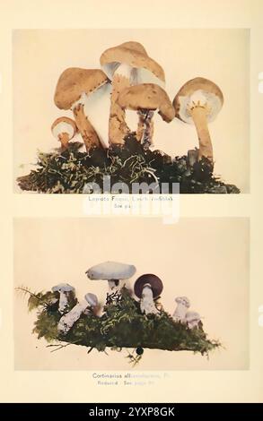 Le livre des champignons. New York, 1901. Cuisine, champignons, champignons, champignons, champignons, l'image met en valeur deux groupes distincts de champignons, chacun présenté avec un accent sur leurs caractéristiques et l'environnement environnant. La section supérieure présente des champignons Lepiota Friesii, connus pour leurs qualités comestibles, présentant une variété de tailles et de formes de chapeaux, nichés parmi la mousse verte et les petites fougères. La section inférieure présente des champignons Cortinarius albolavolaceus, caractérisés par leur coloration et leur texture uniques, également disposés avec de la mousse et du feuillage similaire. Chaque groupe est étiqueté, mettant en évidence leur scientifique Banque D'Images