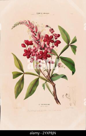 Flore d'Amérique, Paris, Gihaut 1843-1846, America, oeuvres picturales, plants, Une illustration botanique mettant en vedette un groupe de fleurs rouges vibrantes connues sous le nom de Quirquina, accompagnées de feuilles vertes. L'arrangement floral met en valeur les détails complexes des fleurs et du feuillage, soulignant la beauté naturelle de cette plante. Autour des fleurs, des tendres délicates ajoutent une sensation de mouvement, tandis que l'arrière-plan est légèrement ombragé pour améliorer la composition globale. L'illustration fait partie d'une collection intitulée ''flore d'Amérique', reflétant la riche diversité de la vie végétale dans les Amériques. Banque D'Images