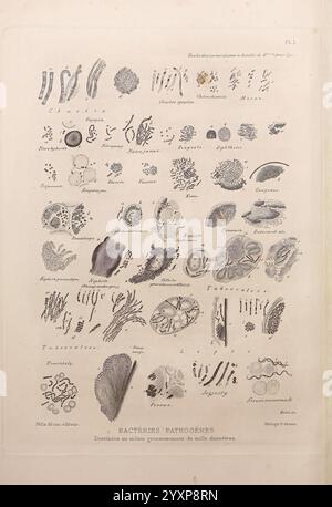 Les, bactéries, et, leur, rôle, dans, l'anatomie, et, l'histologie, pathologiques, des, maladies, infectieuses, Paris, F. Alcan, 1885, bactéries, bactériennes, infections, pathogénicité, pathologie, cette collection présente divers micro-organismes, en se concentrant principalement sur les bactéries pathogènes et autres microbes. Les illustrations complexes représentent diverses formes et formes, soulignant la complexité et la variété parmi ces organismes microscopiques. Des tiges et spirales allongées aux cocci et structures filamenteuses, les détails soulignent leurs caractéristiques uniques. Organismes supplémentaires tels que les protozoaires Banque D'Images