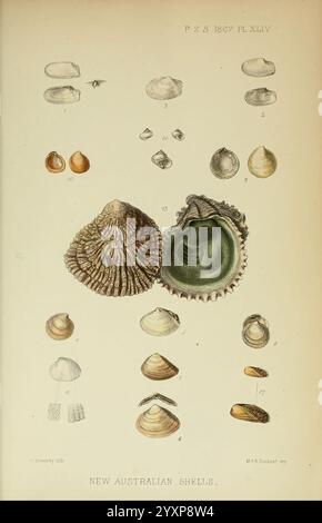 Proceedings of the Zoological Society of London, London, Academic Press Periodicals, Zoology, Shells, une collection présentant divers spécimens de coquillages australiens, magnifiquement illustrés pour mettre en valeur leurs formes et structures uniques. L'affichage comprend plusieurs types distincts de coques, chacune étiquetée avec des identificateurs numériques. En évidence, les sélections mises en évidence comprennent une grande coquille ressemblant à un oursin aux motifs complexes ainsi qu'une coquille d'ormeaux vert foncé, connue pour son intérieur lisse et ses couleurs vives. Les coques plus petites supplémentaires présentent une gamme de formes allant de lisses à striées, en represen Banque D'Images