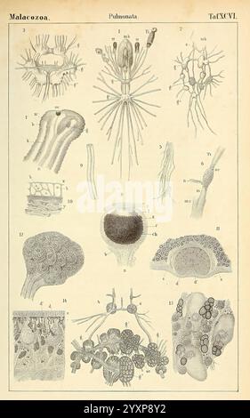 Dr. H.G. Bronn's Klassen und Ordnungen der Weichthiere (Malacozoa), Leipzig, C.F. Winter, 1862-1866, mollusques, cephalopoda, cette illustration présente une collection de diagrammes scientifiques détaillés liés à la classification des organismes dans la classe Malacozooa, en se concentrant spécifiquement sur la sous-classe Pulmonata. Diverses formes et structures sont représentées, mettant en valeur la diversité morphologique de ces organismes. L'agencement comprend des formes allongées, des structures ramifiées et différentes formes reproductives et respiratoires, chacune étiquetée avec des identificateurs numériques à des fins de référence. L'intr Banque D'Images