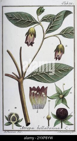 Icones Plantarum Medicinalium Nürnberg auf Kosten der Raspischen Buchhandlung 1779-1790 botanique œuvres picturales médicales, l'illustration présente la plante Atropa belladonna, communément connue sous le nom de mortelle ombre de nuit. Les feuilles, larges et disposées alternativement sur la tige, sont bien visibles. La plante présente des fleurs en forme de cloche, représentées dans des tons de violet, avec des détails délicats de la structure florale. Différentes parties de la plante sont étiquetées : la fleur (a), la coupe transversale de la fleur (b), le fruit (c), et une graine (d). Le fruit apparaît comme une baie ronde et foncée représentée près de la BA Banque D'Images