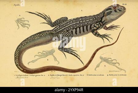 Erpétologie générale, ou, histoire naturelle complète des reptiles Paris, Roret, 1834-1854. Amphibiens, herpétologie, reptiles, Anolis equestris, chevalier anole, L'illustration présente une représentation détaillée d'un lézard, mettant en valeur ses caractéristiques distinctives telles qu'un corps long et élancé, une tête proéminente et une longue queue. Le lézard affiche une peau à motifs avec une alternance d'écailles foncées et claires, soulignant son aspect texturé. Accompagnant l'image principale sont étiquetés dessins anatomiques de diverses structures du pied, améliorant la documentation scientifique de l'espèce. Le nom du sp Banque D'Images