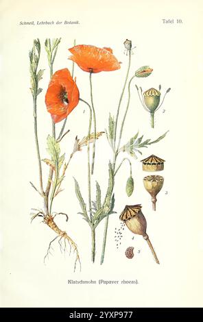 Lehrbuch der Botanik Leipzig quelle & Meyer 1911 botanique, cette illustration présente les différentes étapes et parties de la plante de pavot (Papaver rhoeas). Des fleurs rouges éclatantes placées sur des tiges vertes sont mises en évidence. Accompagnant les fleurs sont des représentations détaillées des gousses, des feuilles et des racines de la plante. L’image comprend également des parties étiquetées, permettant une compréhension claire de l’anatomie de la plante, y compris sa structure reproductrice et ses mécanismes de dispersion des graines. L'œuvre délicate souligne la beauté naturelle et la complexité de ce spécimen botanique, donnant un aperçu de son gr Banque D'Images