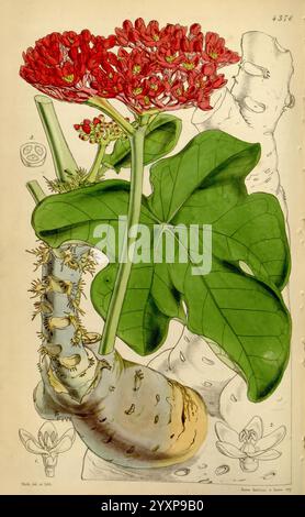 Curtis's Botanical Magazine, Londres, New York, illustration botanique, botanique, périodiques, œuvres picturales, plantes ornementales, Curtis, cette illustration met en valeur une plante frappante avec des fleurs rouges vives regroupées au sommet d'une épaisse tige texturée. Entourant les fleurs est une grande feuille verte brillante avec une forme distinctive, positionnée bien en vue pour mettre en valeur ses veines complexes. La base bulbeuse de la plante présente une surface rugueuse et striée, suggérant une structure robuste. En dessous de la représentation principale, de plus petites illustrations détaillent les parties florales et fructifiques de la plante, en soulignant son bota Banque D'Images