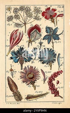 Isagoge in botanicam expeditiorem, Ratisbonae [Regensburg], Litteris Fratr. Zunkel, 1759, botanique, premières œuvres, cette illustration présente une variété de spécimens botaniques, mettant en valeur un éventail d'éléments floraux et de parties de plantes. Des fleurs détaillées et complexes étiquetées avec des lettres pour l'identification, y compris des fleurs vibrantes dans les tons de rouge, bleu et violet, sont affichées bien en évidence. La structure délicate de chaque fleur est mise en évidence, révélant des formes et des arrangements uniques de pétales. De plus, les feuilles des plantes et les structures des graines sont représentées, démontrant la diversité de la vie botanique. OV Banque D'Images