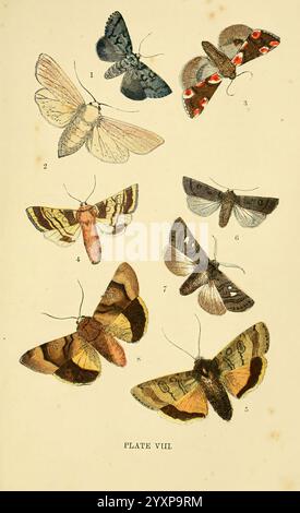 The common of England Glasgow, Manchester, and New York George Routledge and sons, [1870] Angleterre, œuvres picturales Scarce MarveilledDuJour large wainscot Peach Blossom Moth Rose barred Sallow large Yellow Underwing Archers Dart plumé gothique large Border Yellow Underwing Diptera Orion Calamia Lutosa Thyatira Batis Triphoenatogata Agrotis Valligera Heliophobus Popularis Triphoenafbria couleurs, assorties, leur assorties, leur assorties d'Une variété de couleurs. L'affichage comprend huit papillons de nuit distincts, chacun étiqueté numériquement pour ident Banque D'Images