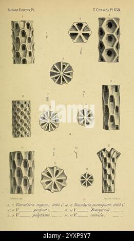 Paléontologie, française, Paris, chez l'auteur, 1840-1894, France, paléontologie, Jurassique, tertiaire, Crétacé, paléobotanie, fossiles de mollusques, fossiles d'oursins, histoires de fossiles., cette illustration présente une série de formations géologiques complexes, présentant diverses structures minérales. Chaque figure numérotée présente des motifs et des textures distincts, soulignant la diversité et la complexité des formations cristallines naturelles. Les figures sont étiquetées avec la terminologie scientifique, indiquant différents types et variétés des formations. Les rendus détaillés mettent l'accent sur des fonctions telles que Banque D'Images