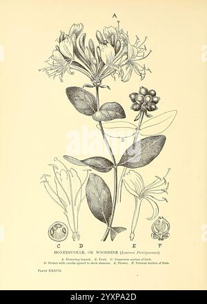 Arbres et arbustes des îles Britanniques, Londres, dent, 1909, botanique, grande-Bretagne, arbustes, arbres, l'illustration montre une plante de chèvrefeuille, plus précisément l'espèce *Lonicera periclymenum*. Il comprend plusieurs pièces étiquetées Banque D'Images