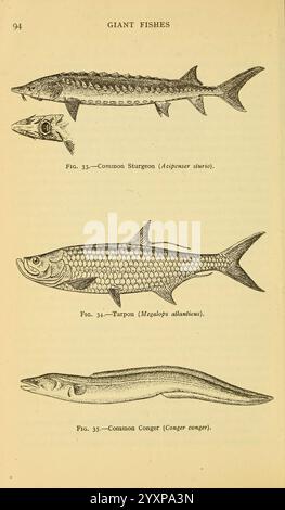 Field book of Giant Fishes, New York, G. P. 1949, Whales, Woodshole, poissons, conger, conger, megalops atlanticus, acipenser sturio, L'illustration présente une représentation détaillée de trois espèces de poissons géants. Le premier est l'esturgeon commun (Acipenser sturio), représenté avec son corps allongé et des échancrures osseuses distinctives le long du sommet. Au-dessous se trouve le Tarpon (Megalops atlanticus), caractérisé par sa forme profilée et ses grandes écailles réfléchissantes, mettant en valeur ses prouesses en tant que combattant parmi les pêcheurs à la ligne. Enfin, le Conger commun (Conger conger) est illustré, présentant son oblong, anguille-lik Banque D'Images