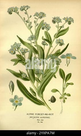 Favori, fleurs, de, jardin, et, Greenhouse, Londres, et, New York, Frederick, Warne, &, co, 1896-97, France, xixe, siècle, icones, floriculture, chromolithographie, plantes, ornementales, Myosotis, asiatica, cette illustration met en valeur l’oublie-me-non alpin, scientifiquement connu sous le nom de Myosotis alpestris. L'œuvre d'art présente de délicates grappes de petites fleurs bleues avec des centres jaunes, fixées sur des tiges vertes minces. Les feuilles sont représentées en différentes tailles, montrant leur forme luxuriante et allongée. Sous la grappe de fleurs principale, des fleurs et des feuilles plus petites supplémentaires sont identifiées, mettant en évidence le i. Banque D'Images