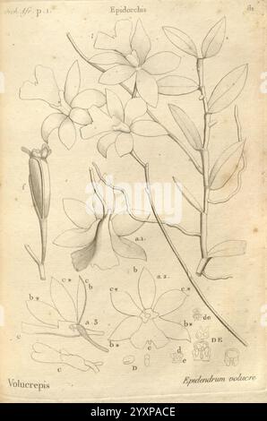 Histoire particulière des plantes Orchidees recueillies sur les trois iles australes d'Afrique, de France, de Bourbon et de Madagascar, Paris, L'auteur, 1822, Orchidaceae, une illustration botanique mettant en vedette l'Epidendrum volumcre, mettant en valeur ses fleurs délicates et sa structure distincte. L'image présente diverses parties de la plante, y compris des représentations détaillées des fleurs, des tiges et des feuilles. Chaque composant est méticuleusement étiqueté avec des lettres, fournissant une référence scientifique à l'anatomie des fleurs. L'arrangement souligne l'élégance de l'espèce Epidendrum, en mettant l'accent sur son flo Banque D'Images