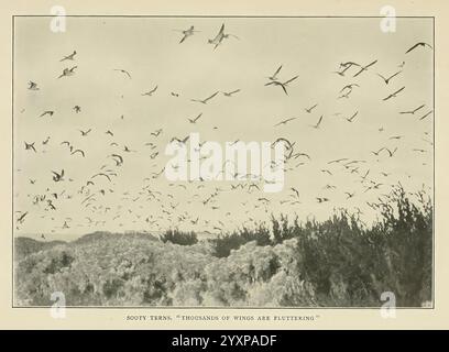 Wild, Wings, Boston, Houghton, Mifflin & Company, c1905, oiseaux, photographie, de, oiseaux., une scène fascinante capture une myriade d'oiseaux planant gracieusement à travers un ciel vaste, leurs ailes déployées alors qu'ils naviguent en plein air. En dessous, les hautes herbes balancent doucement, encadrant l'horizon et ajoutant de la profondeur à la composition. Les oiseaux semblent être en mouvement, créant un sentiment dynamique de liberté et de vitalité dans un paysage serein. Ce moment encapsule la beauté de la nature, mettant en valeur l'interaction entre la faune et son environnement. Banque D'Images