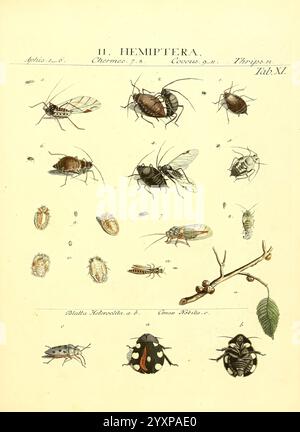 Genera Insectorum Linnaei et Fabricii iconibus illustrata. c.1 Vitoduri Helvetorum, Prostat apud Henric. Steiner et Socios, MDCCLXXXIX [1789], répartition géographique, insectes, œuvres picturales, arthropodes, arthropodes, l'illustration présente une taxonomie détaillée de divers insectes appartenant à l'ordre des Hémiptères. Il présente de multiples espèces, chacune méticuleusement rendue, mettant en valeur leurs caractéristiques et caractéristiques anatomiques distinctes. Quelques exemples illustrés incluent des cicadelles, des pucerons et des insectes de bouclier, présentés dans diverses poses pour mettre en évidence leur morphologie. Une branche est illustrée au b Banque D'Images