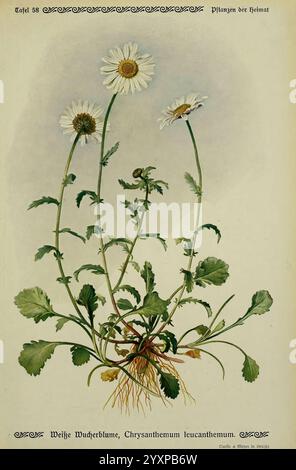 Pflanzen der Heimat Leipzig, quelle und Meyer, 1913, Allemagne, œuvres picturales, plants, The New York Botanical Garden, Leucanthemum vulgare, Une illustration botanique mettant en vedette trois marguerites blanches, connues scientifiquement sous le nom de Chrysanthemum leucanthemum. Les fleurs sont représentées avec des pétales blancs éclatants et un centre jaune proéminent, debout haut au-dessus d'une tige verte luxuriante. Sous les fleurs, les racines et les feuilles détaillées illustrent la structure de la plante, mettant en valeur les veines et les textures complexes du feuillage. Cette illustration met en évidence la beauté naturelle et les caractéristiques de la Marguerite, provid Banque D'Images