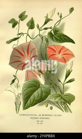 Fleurs préférées de jardin et serre Londres et New York Frederick Warne & Co. 1896-97 France icônes du 19ème siècle floriculture Chromolithographie plantes Ipomoea purpurea ornementale, cette illustration présente une variété de fleurs de gloire matinale, en particulier le Convolvulus, scientifiquement connu sous le nom d'Ipomea purpurea. Des fleurs délicates mettant en valeur un mélange de tons roses et blancs doux, accentués par des veines complexes, sont en évidence dans la composition. Les feuilles vertes luxuriantes de la plante sont représentées avec des textures riches, améliorant la beauté naturelle et la vitalité du feuillage. L'arrangement Banque D'Images