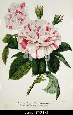 L'illustration horticole, Gand, Belgique, imprimerie et lithographie de F. et E. Gyselnyck, 1854-1896, floriculture, jardinage, serres, horticulture, périodiques, rose, Rosa, rose hybride, une représentation magnifiquement illustrée de la variété Rosa Hybrida Remontant, souvent appelée ''Peonae Deltoides''. Cette œuvre d'art botanique met en valeur des fleurs luxuriantes et multifacettes caractérisées par leurs pétales rayés roses et blancs saisissants, accompagnés de feuilles vertes luxuriantes qui accentuent leur élégance. L'illustration présente également des bourgeons délicats, faisant allusion à la pleine floraison imminente de la fleur. Dessous Banque D'Images
