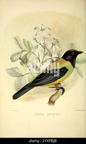 Une monographie des oiseaux formant le genre tanagrine Calliste, Londres, J. Van Voorst, 1857, oiseaux, Tangara, Cyanoptera, Un cyanoptera Calliste magnifiquement illustré perché sur une branche élancée, mettant en valeur son plumage vert, jaune et noir éclatant. L'oiseau est entouré d'éléments floraux délicats et de feuilles luxuriantes, soulignant l'interconnexion de la nature. Cette pièce met en valeur les détails complexes des caractéristiques de l'oiseau et les textures subtiles du feuillage, présentant un instantané serein de la beauté aviaire dans son habitat naturel. Banque D'Images