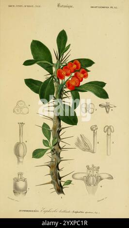 Dictionnaire universel d'histoire naturelle. v. 3, 1849 Atlas Zoologie-Botanique Paris, chez les editeurs MM. Renard, Martinet et cie, rue et Hotel Mignon, 2 (quartier de l'Ecole-de-médecine), 1847-1849, histoire naturelle, dictionnaires, illustration botanique mettant en vedette la plante Euphorbia cotinifolia, communément appelée arbre fumé. La figure centrale affiche son arrangement distinctif de fleurs rouges vibrantes entourées de tiges épineuses. Accompagnant la représentation principale, plusieurs diagrammes détaillés illustrent divers composants de la plante, y compris sa structure florale, ses feuilles et ses reproducti Banque D'Images