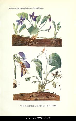 Lehrbuch der Botanik, Leipzig, quelle & Meyer, 1911, botanique, L'illustration présente la Viola odorata, communément appelée violette douce. Il présente de multiples vues de la plante : la section supérieure montre les fleurs violettes délicates en fleurs, tandis que la partie inférieure comprend une représentation détaillée de la structure racinaire et du sol environnant. Différentes parties de la plante sont étiquetées, mettant en évidence des caractéristiques telles que les feuilles, les fleurs et les graines. L'œuvre d'art capture les détails complexes de l'anatomie de la plante, mettant en valeur à la fois sa beauté et sa signification botanique. L'arrangement met l'accent sur le co Banque D'Images