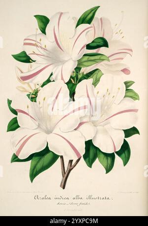 L'illustration horticole, Gand, Belgique, imprimerie et lithographie de F. et E. Gyselnyck, 1854-1896, floriculture, jardinage, serres, horticulture, périodiques, Une superbe illustration de l'Azalea indica alba, mettant en vedette de délicates fleurs blanches ornées de rayures roses douces. Les fleurs sont disposées magnifiquement, entourées de feuilles vertes luxuriantes qui soulignent leur élégance vibrante. La composition capture les détails complexes de chaque pétale et feuille, soulignant la beauté naturelle de cette plante à fleurs, complétée par une touche subtile de flair artistique. En dessous de la représentation, le botanique Banque D'Images