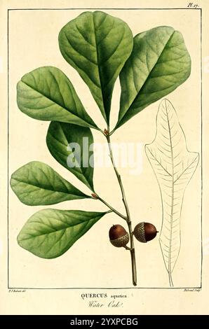 Histoire des arbres forestiers de l'Amérique septentrionale, Paris, L. Haussmann, 1812-13, Trees, Amérique du Nord, Quercus, Quercus nigra, Une illustration botanique détaillée mettant en valeur les feuilles et les glands du Quercus agrifolia, communément appelé chêne vivant de Californie. La composition principale présente un amas de feuilles brillantes et larges avec des lobes distincts, affichant une teinte verte riche. Deux glands, nichés entre les feuilles, sont représentés, soulignant leurs formes arrondies et leurs surfaces lisses. À droite, une illustration supplémentaire fournit une feuille unique dans un contour plus discret, offrant un cl Banque D'Images