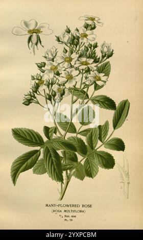 Favori, fleurs, de, jardin, et, Greenhouse, Londres, et, New York, Frederick, Warne, &, co, 1896-97, France, xixe, siècle, icones, floriculture, chromolithographie, plantes, ornementales, rosa, Multiflora, Une illustration botanique mettant en valeur la Rose aux nombreuses fleurs, scientifiquement connue sous le nom de Rosa Multiflora. L'œuvre présente un arrangement élégant de fleurs blanches délicates avec de subtiles notes de rose, chaque fleur présentant de nombreux pétales et un amas central d'étamines. Accompagnent les fleurs des feuilles vertes richement détaillées avec un bord dentelé, soulignant le feuillage luxuriant de la plante. A s Banque D'Images