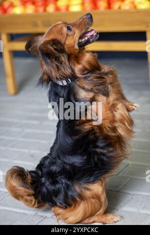 Un joli chien brun et noir se tient debout avec confiance sur ses pattes arrière devant un écran coloré rempli de pommes mûres Banque D'Images